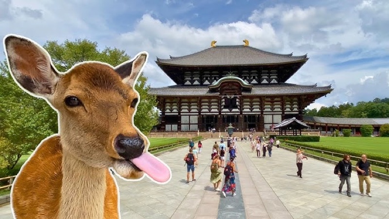 Nara Day Trip — Deer, Temples & Giant Buddha, Osaka, Japan