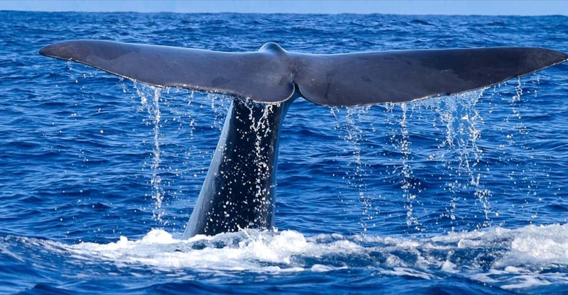 Dramatic Eastern Peninsula & Whale Watching, Madeira, Portugal