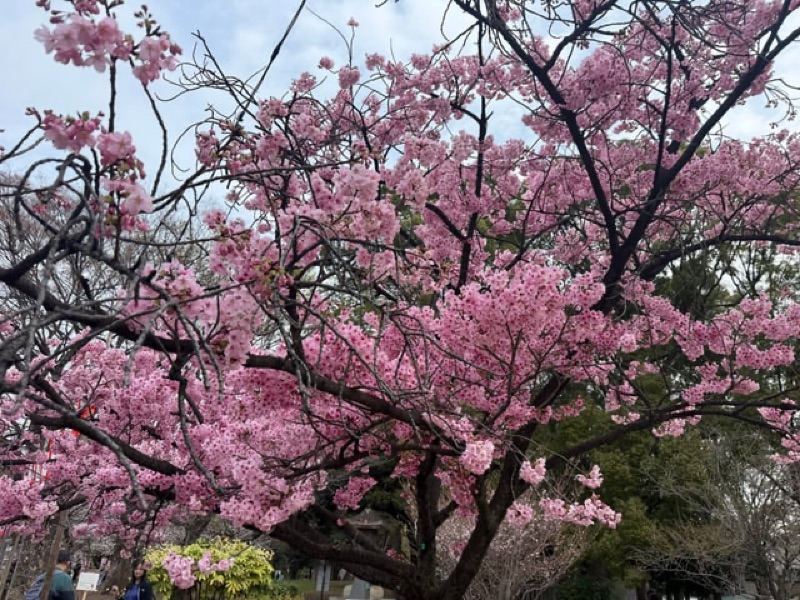 Sakura Buffer II: Ueno Park and a More Old-Tokyo Finale, Tokyo, Japan