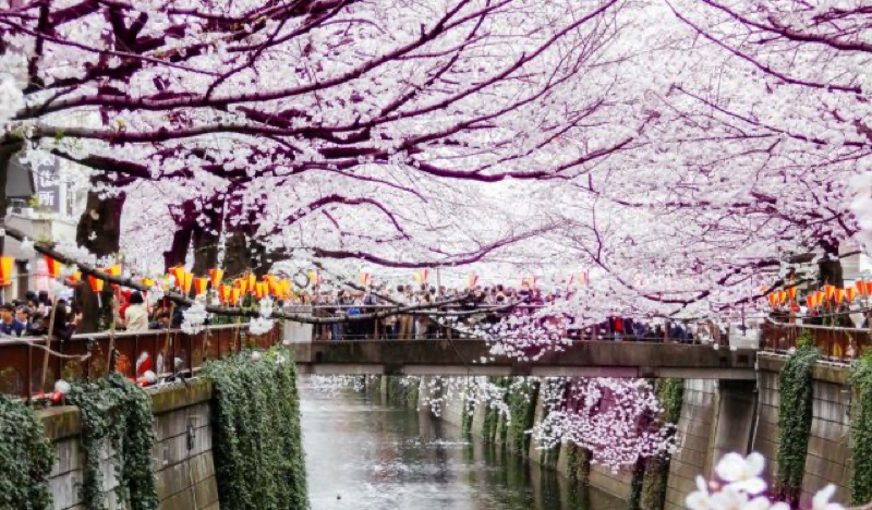 Meguro River, Daikanyama Browsing and a Farewell Dinner, Tokyo, Japan