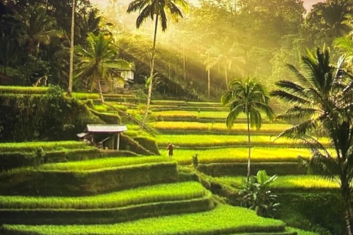 Lush green rice terraces and traditional village in Ubud, Bali