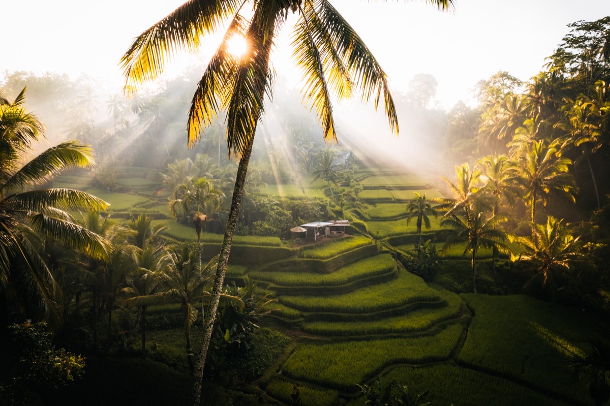 Tegallalang rice terraces bathed in golden morning light with misty palm trees, Ubud Bali