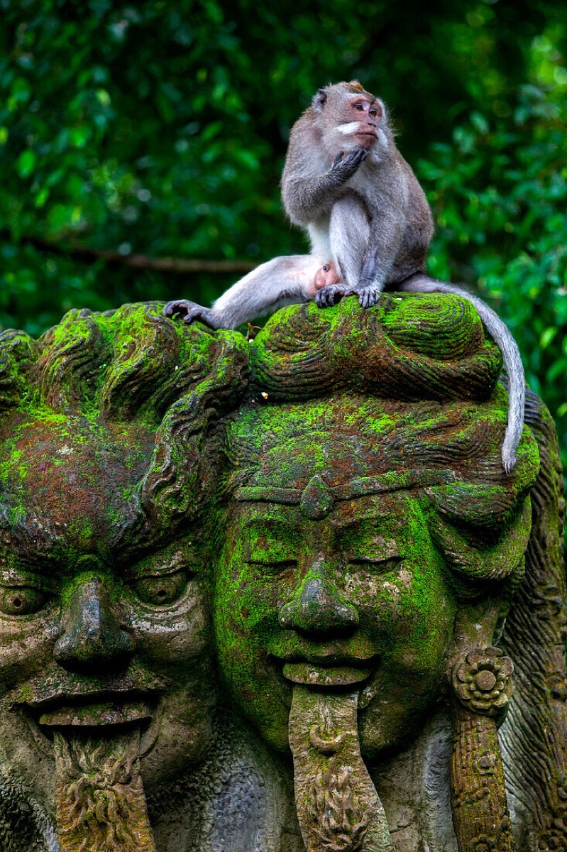 Macaque monkey perched on mossy ancient stone statues in Ubud Monkey Forest, Bali