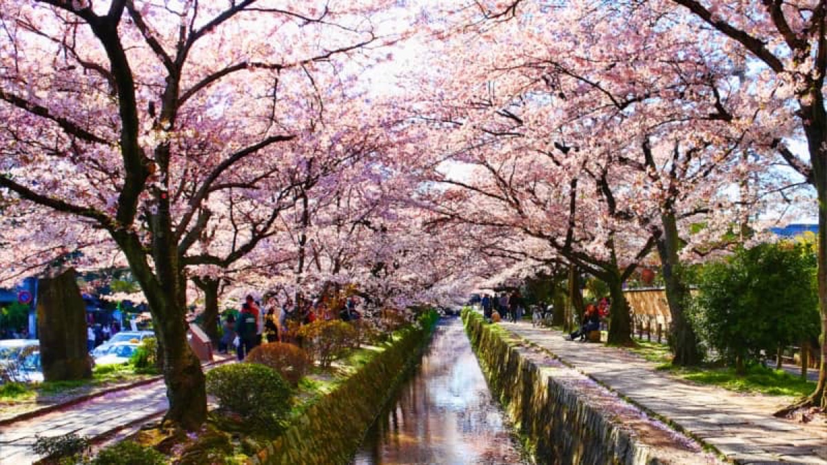Philosopher's Path canal with cherry blossoms, Kyoto