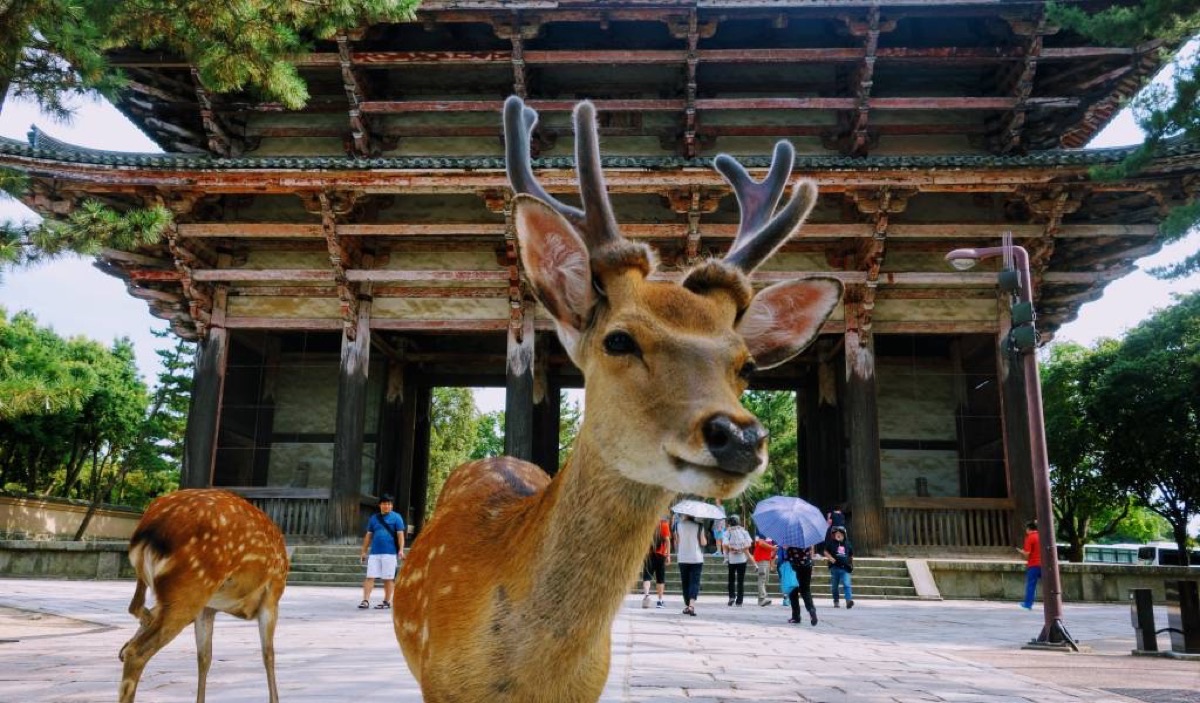 Todai-ji Temple with deer, Nara, Japan
