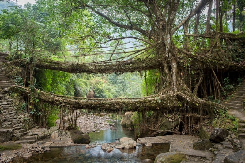 Living Root Bridges & Waterfalls, Northeast India
