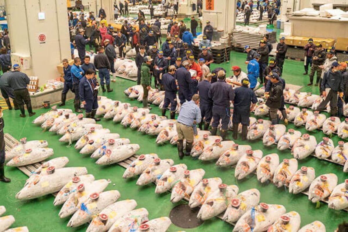 Buyers inspect rows of frozen bluefin tuna at Toyosu Fish Market tuna auction, Tokyo