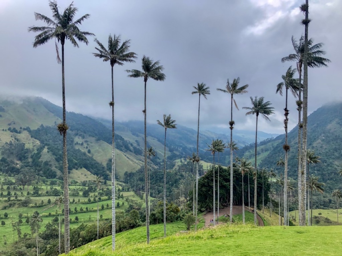 Towering wax palm trees in the misty Cocora Valley surrounded by cloud-draped Andean mountains, Colombia
