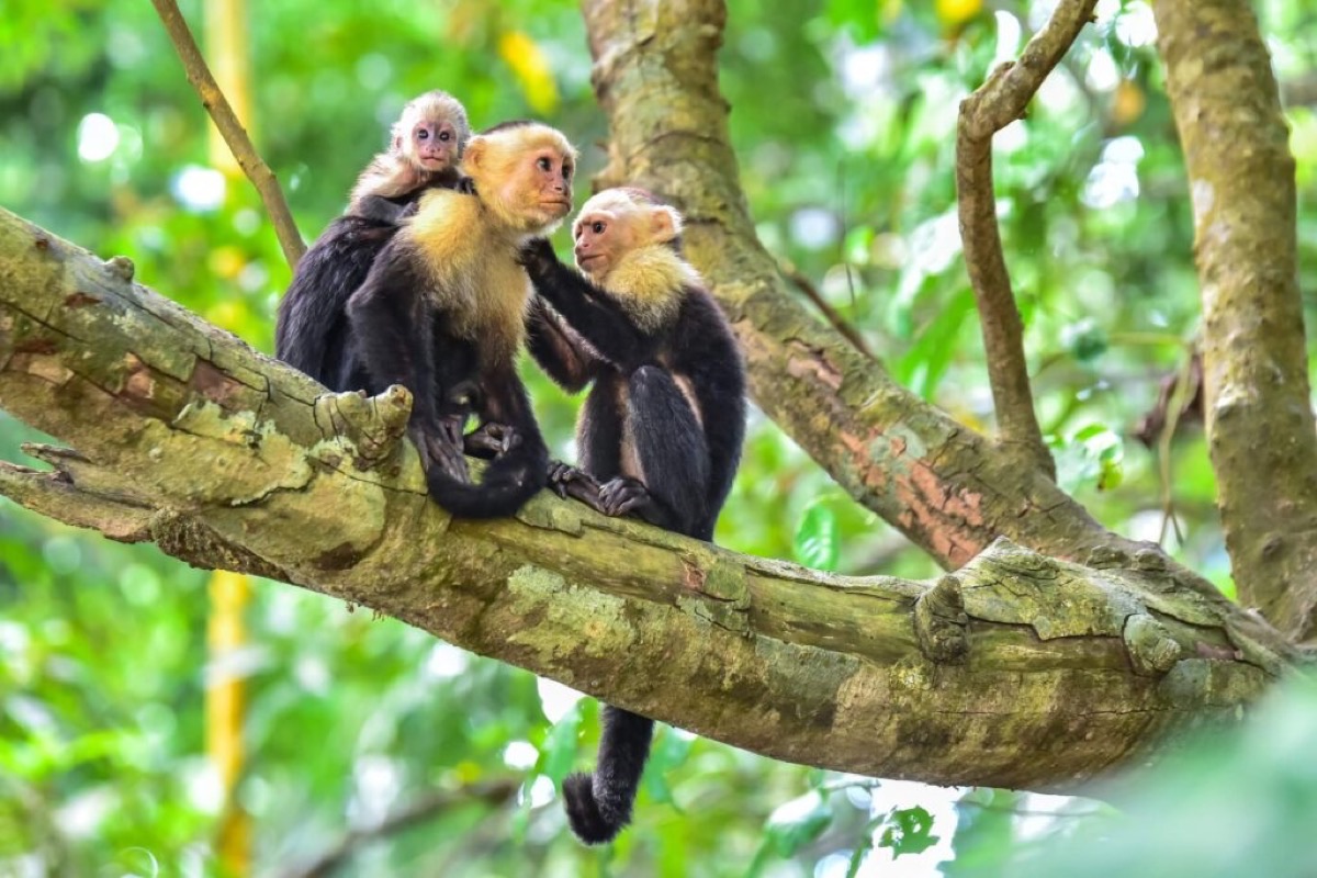 White-faced capuchin monkey family with baby in Manuel Antonio National Park, Costa Rica