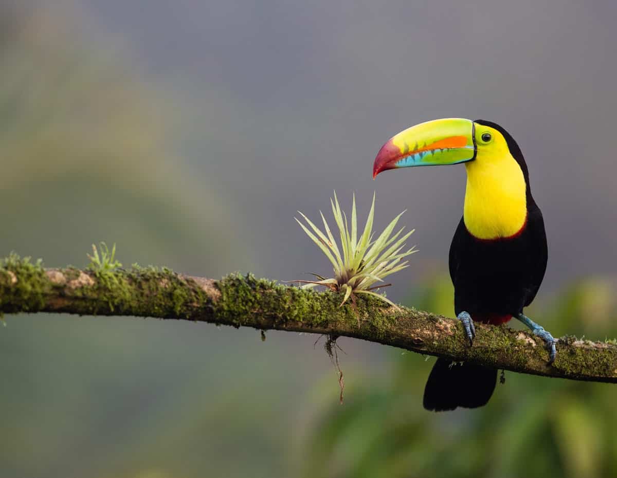 Keel-billed toucan perched on mossy branch in Costa Rica rainforest