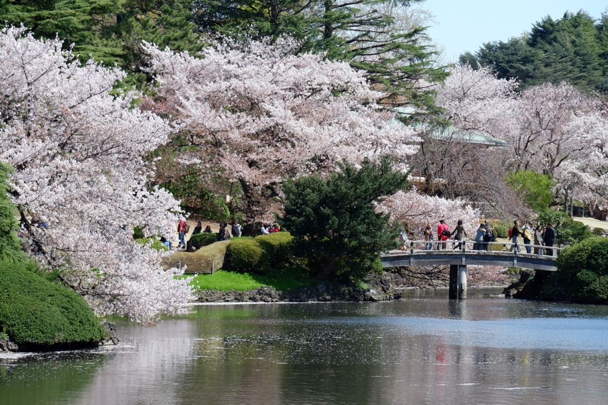 Cherry blossoms in full bloom over the pond at Shinjuku Gyoen with traditional Japanese bridge