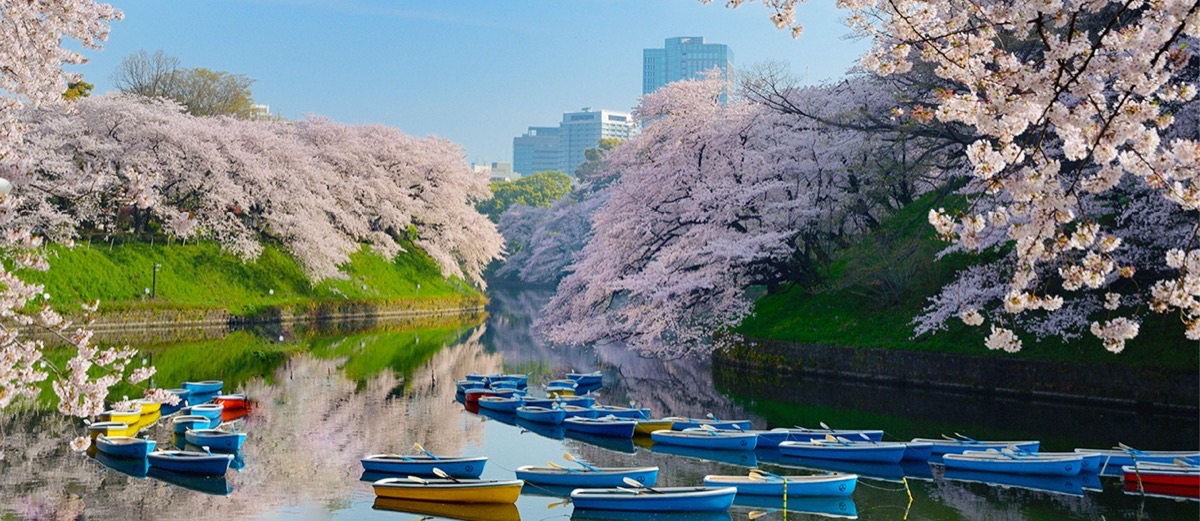 Colorful rowboats on Chidorigafuchi moat surrounded by a canopy of cherry blossoms in Tokyo