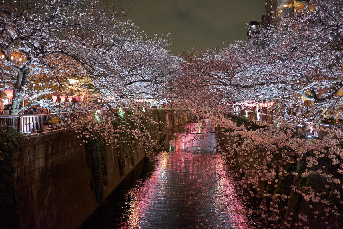 Meguro River at night illuminated by paper lanterns beneath a canopy of cherry blossoms in Tokyo