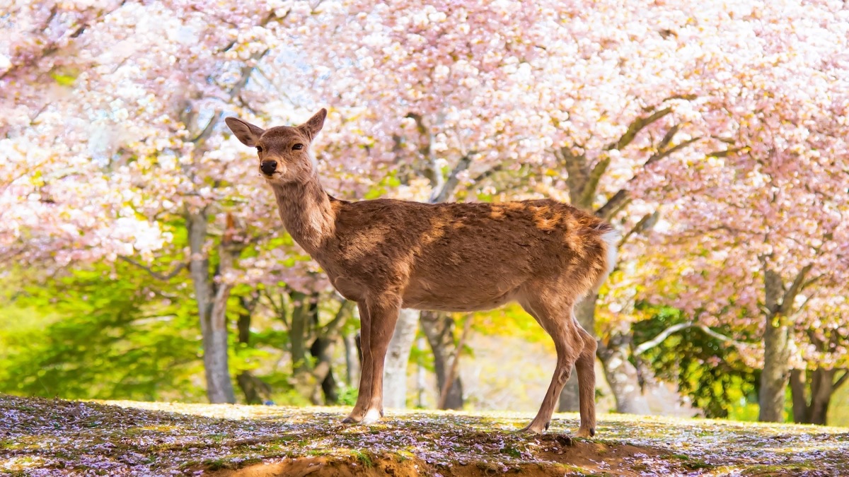 Deer standing beneath a canopy of pink cherry blossoms at Nara Park in Japan