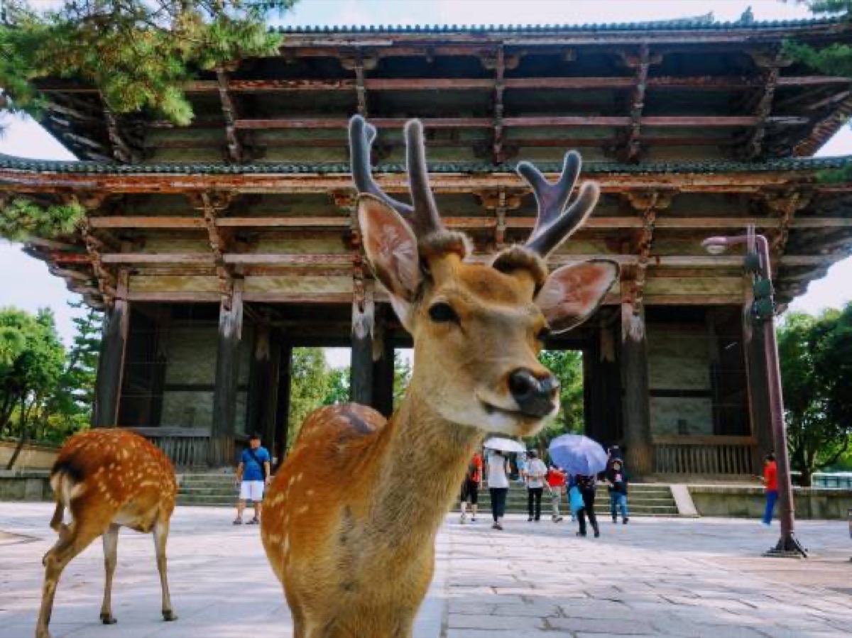 Nara deer at Nandaimon gate, Todai-ji
