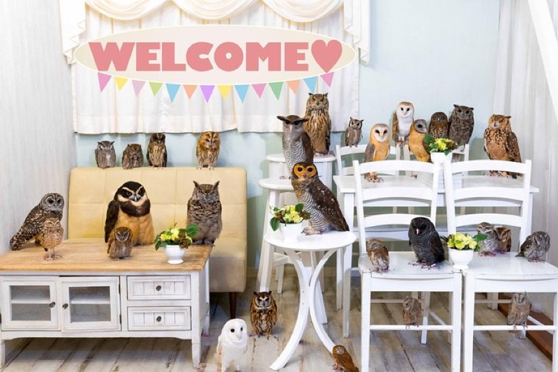 12 Best Themed Cafes in Akihabara