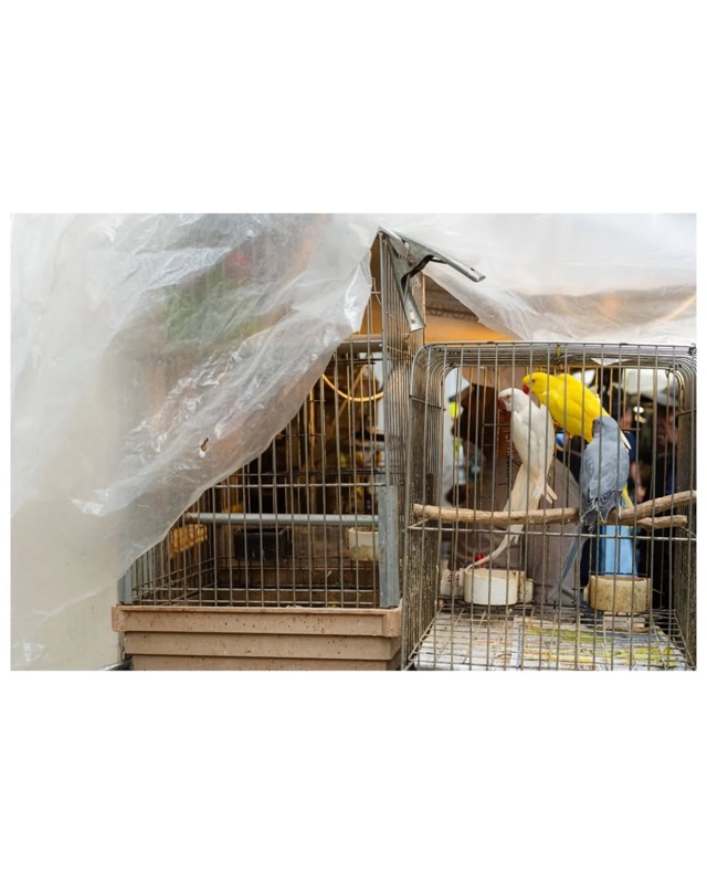 Vogeltjesmarkt (Bird Market)