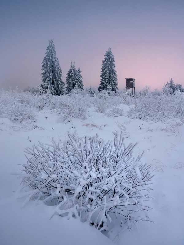 Hautes Fagnes (High Fens) moorland in the Belgian Ardennes