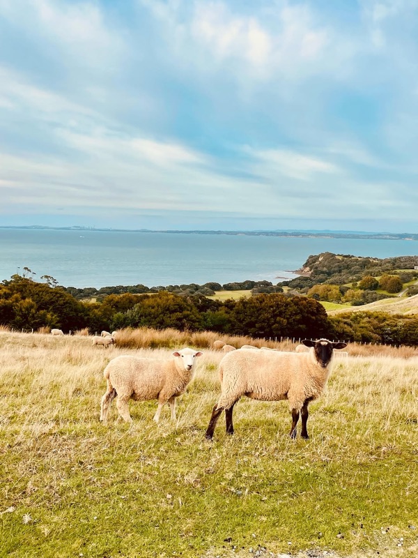 Shakespear Regional Park