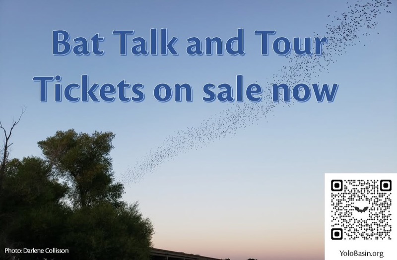 Congress Avenue Bridge (Bat Colony)