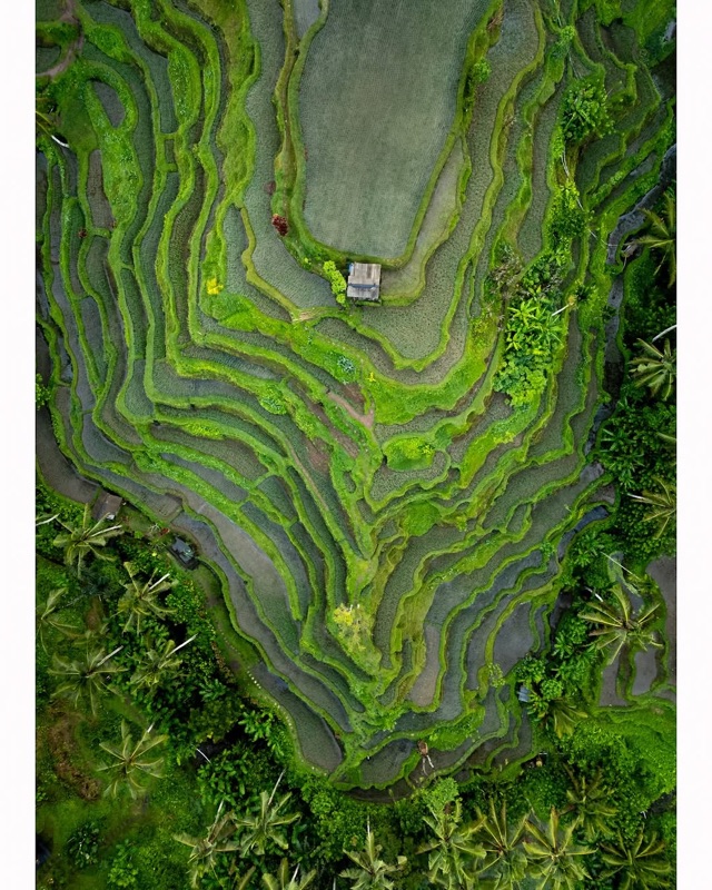 Tegalalang Rice Terrace
