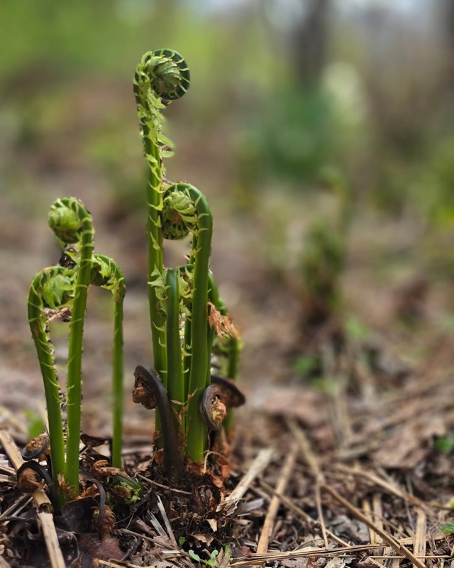 Foraged. Eatery in Station North, Baltimore