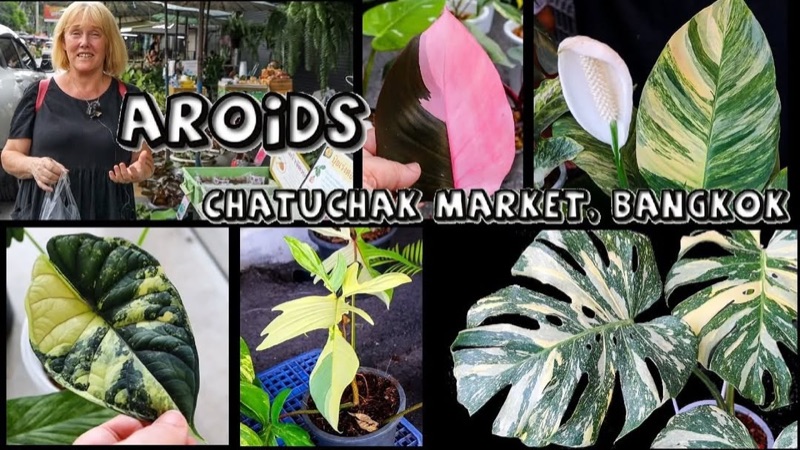 Chatuchak Plant Market — flower market in Bangkok