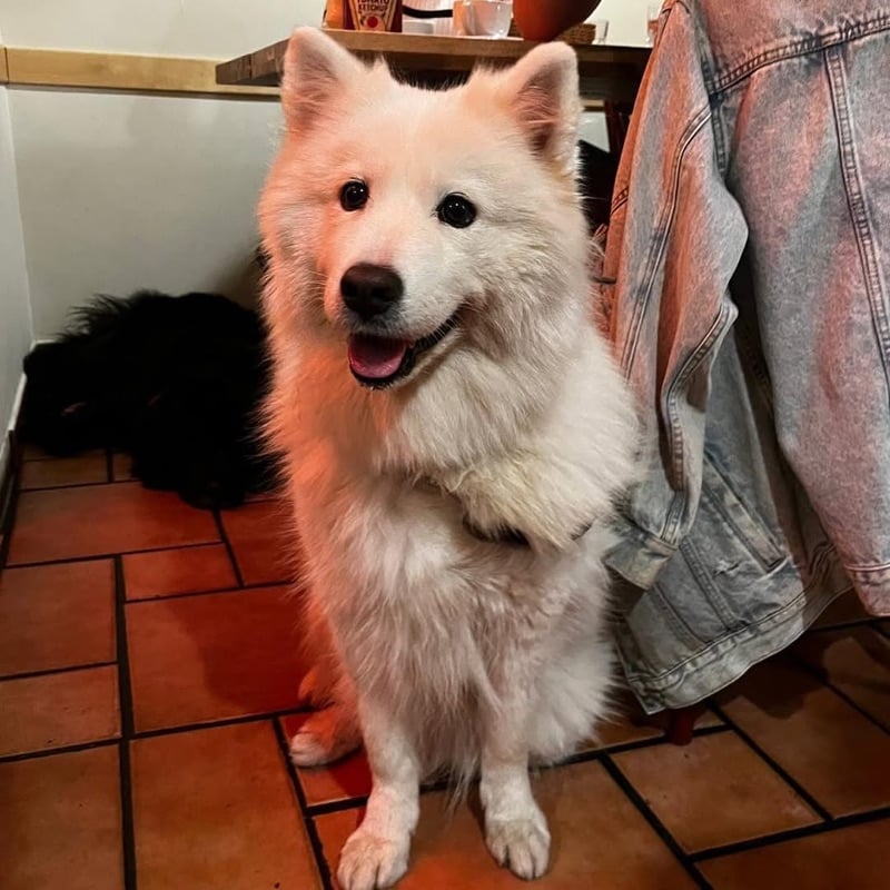 La Desayunería dog-friendly brunch café in Barcelona