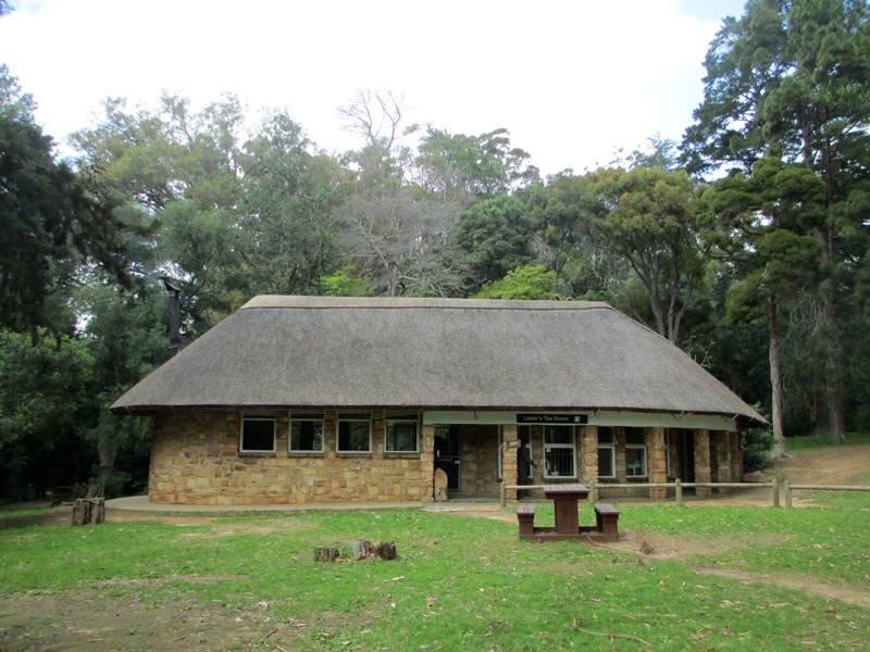 Tokai Forest braai area under towering pine trees in Cape Town