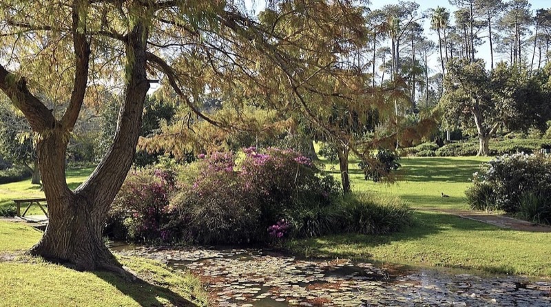 Wynberg Park braai area in Cape Town Southern Suburbs