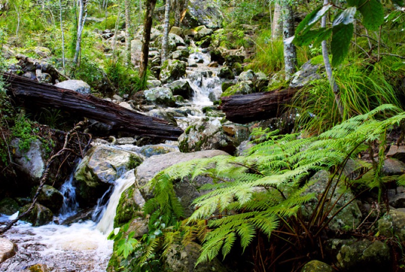 Newlands Forest in Cape Town