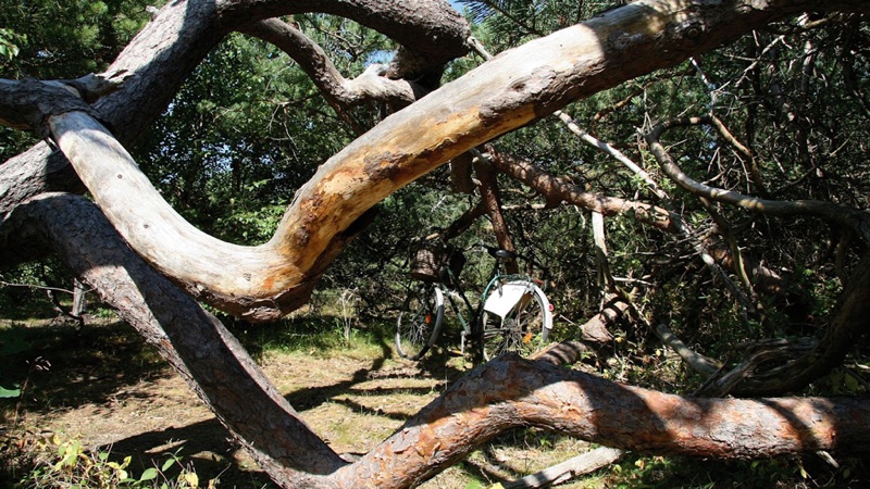 Troldeskoven (Troll Forest) in Tisvilde Hegn, Denmark