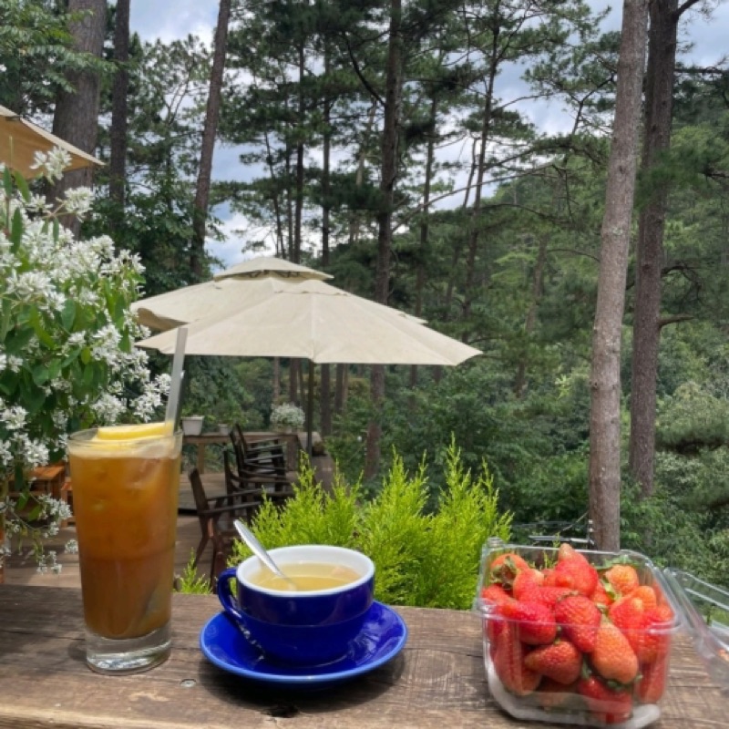 Lưng Chừng pine forest cafe Da Lat