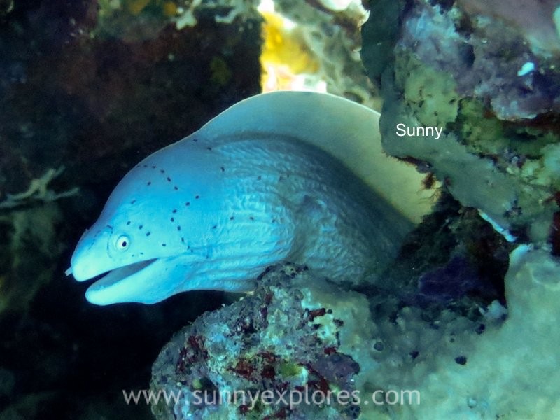 Moray Garden dive site in Dahab Bay — giant moray eels