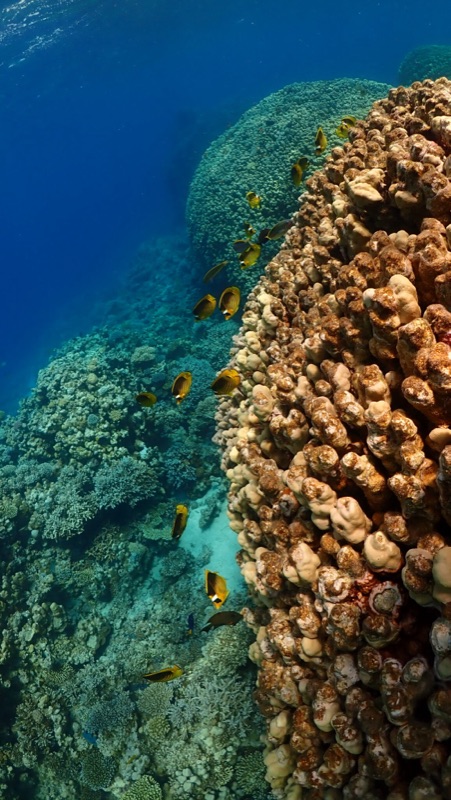 Ras Abu Galum protected marine reserve near Dahab, Egypt