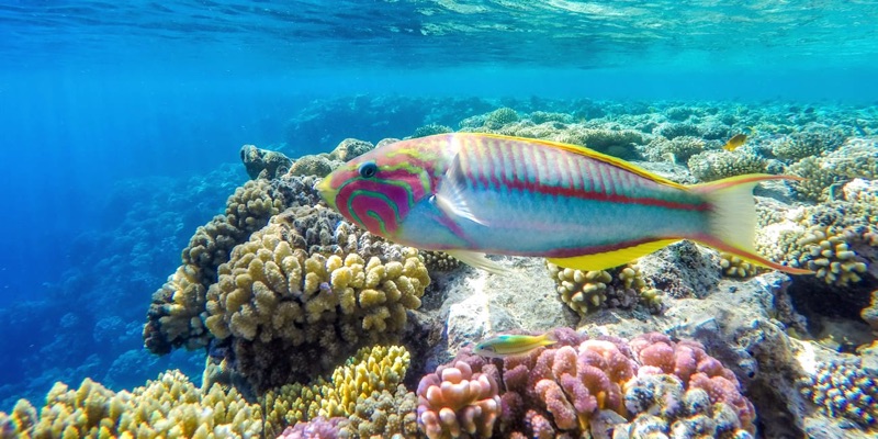 The Islands dive site south of Dahab — coral pinnacles and rich biodiversity