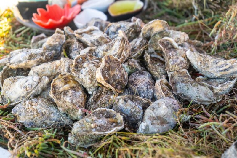 Fresh oysters shucked at Essaouira port waterfront