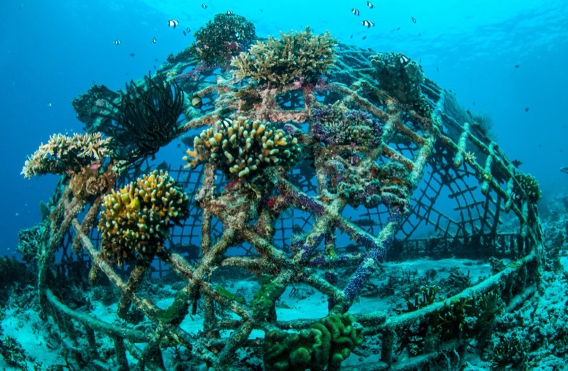 Biorock artificial reef structure with coral growth at Gili Trawangan