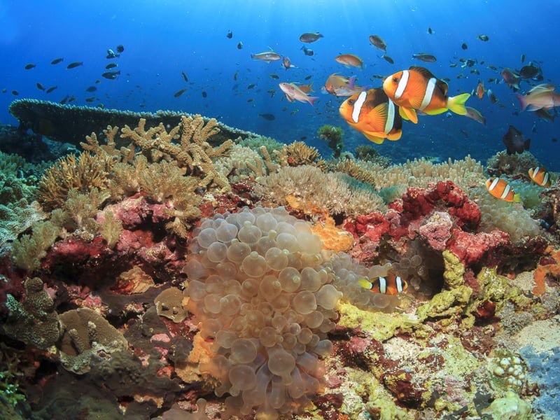 Diverse coral formations at Halik Reef, Gili Islands