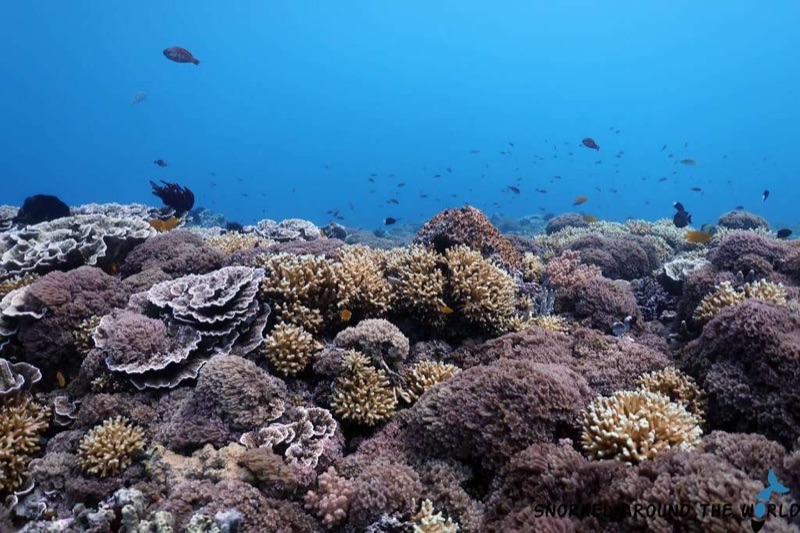Colorful reef fish at Han's Reef snorkeling spot, Gili Air
