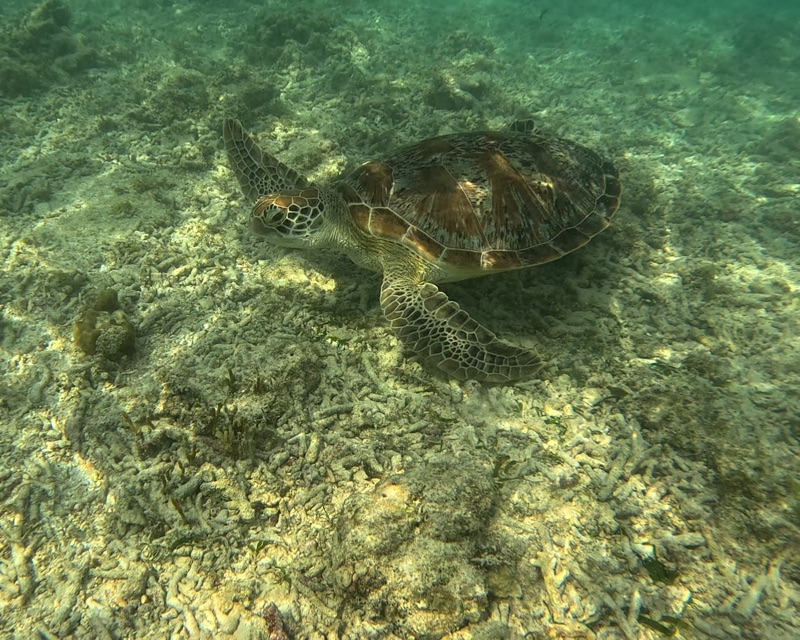 Sea turtles grazing in shallow water at Pirate Beach, Gili Meno