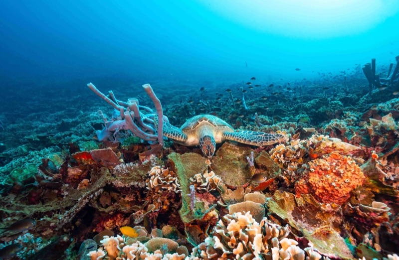 Sea turtle at Turtle Heaven dive and snorkel site near Gili Trawangan