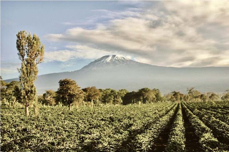 Kilimanjaro plantation coffee tour Tanzania Joy Tours — full day village experience on Uru Road