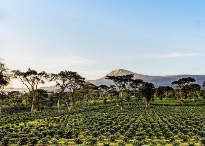 Machare Coffee Estate on Kilimanjaro slopes — fully integrated coffee farm-to-cup tour