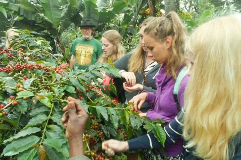 Moshi coffee cooperative tour Tanzania — Chagga style coffee processing