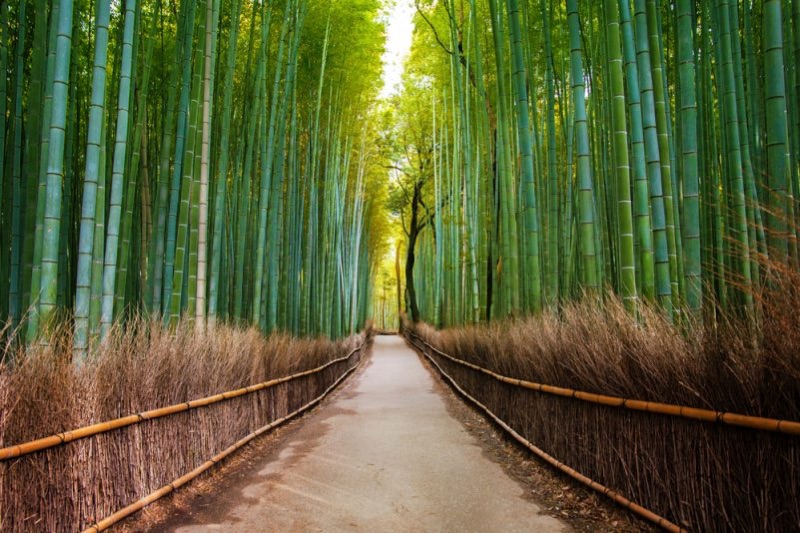 Arashiyama Bamboo Grove in Arashiyama