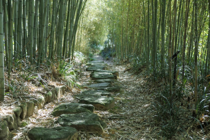 Rakusai Bamboo Park in Nishikyo