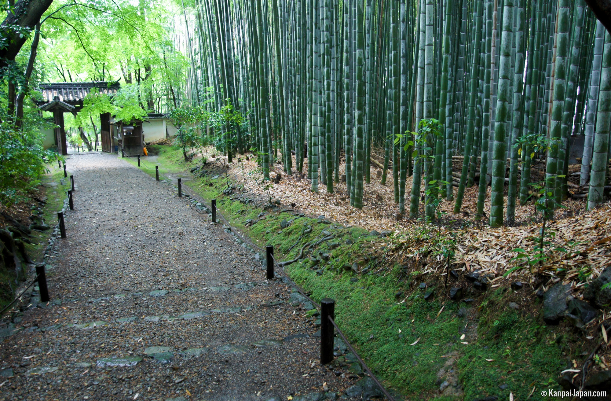 Jizō-in (Bamboo Temple) in Nishikyō-ku, west Kyoto