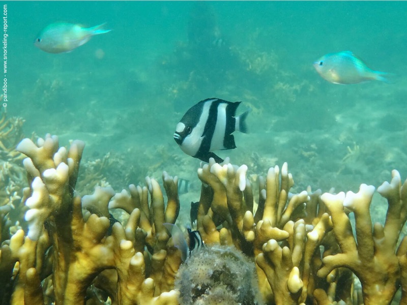 Île aux Bénitiers island and reef, Mauritius