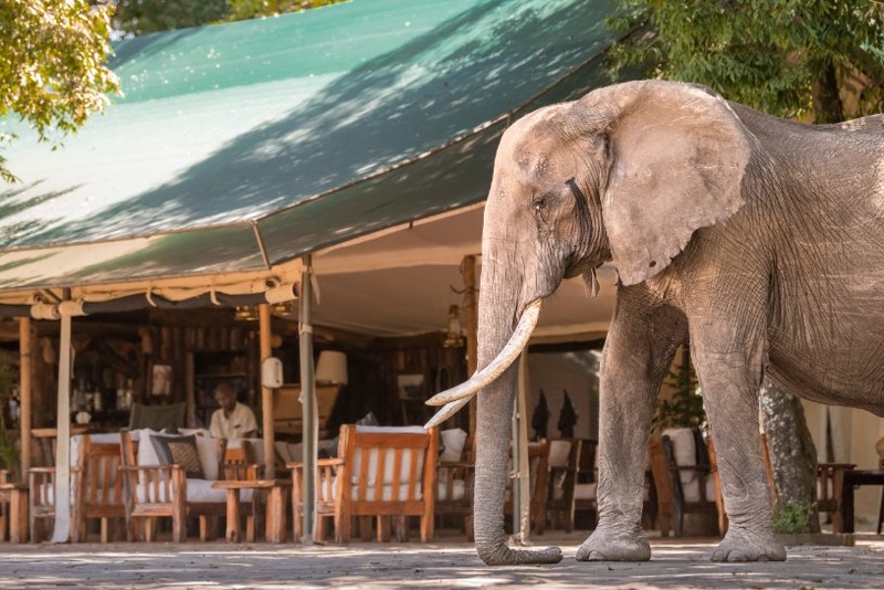 Elephants walking through Governors' Camp in the Masai Mara